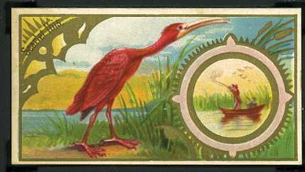 42 Scarlet Ibis